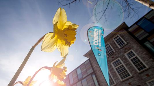 Daffodils on the University of Plymouth campus