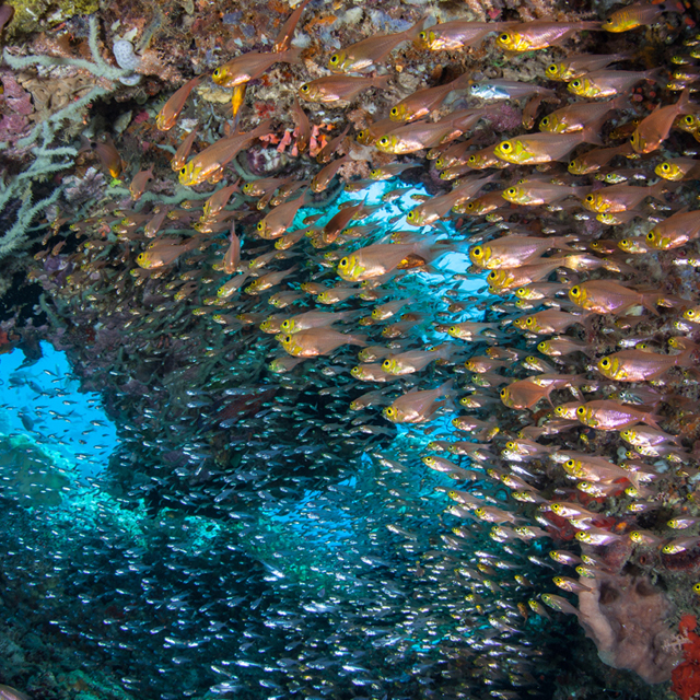 Fish swimming in coral reef square