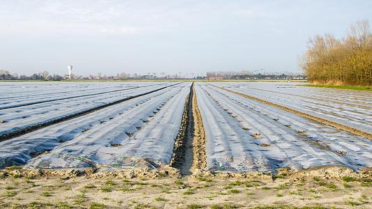 Crops in a farmed field covered by protective sheeting