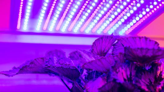 Dynamic lighting in the Plant Factory