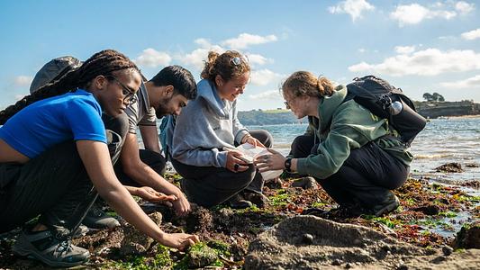 Students crouched down on the shoreline looking through the seaweed.