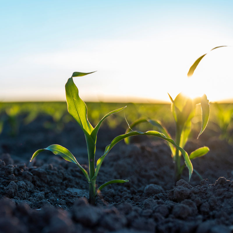 Close up of young crops growing in a field