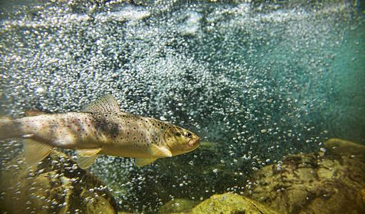 Image of Trout from Shutterstock. fish